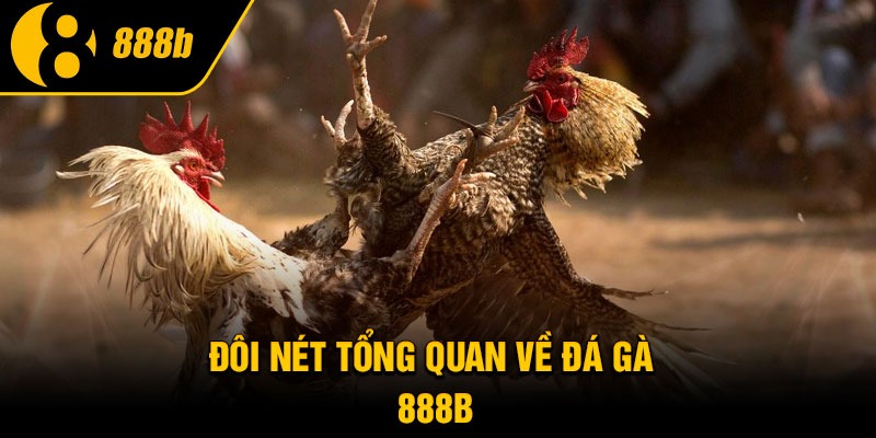 Đôi nét tổng quan về đá gà 888B