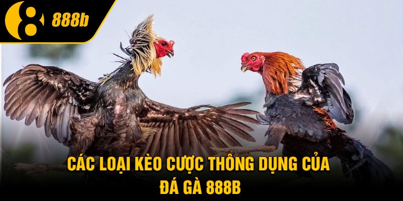 Các loại kèo cược thông dụng của đá gà 888B