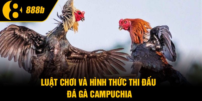 Luật chơi và hình thức thi đấu đá gà Campuchia