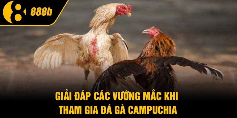 Giải đáp các vướng mắc khi tham gia đá gà Campuchia