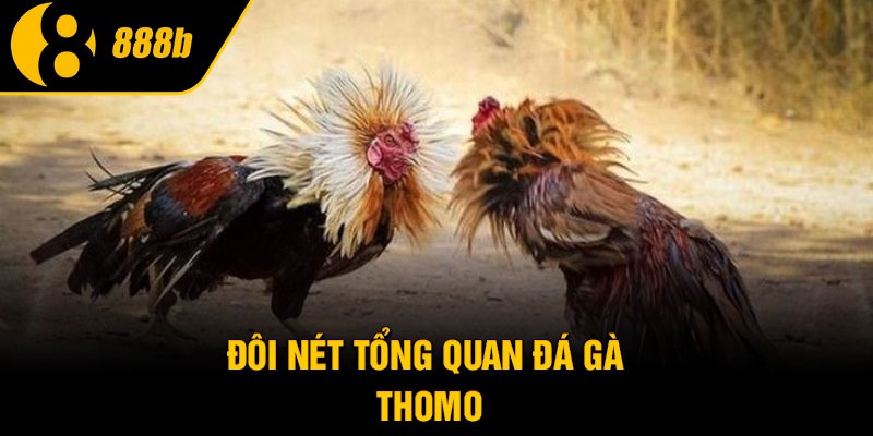 Đôi nét tổng quan Đá gà Thomo
