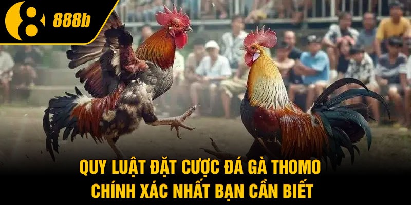 Quy luật đặt cược đá gà Thomo chính xác nhất bạn cần biết