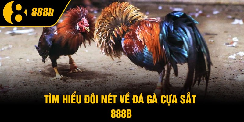 Tìm hiểu đôi nét về đá gà cựa sắt 888B