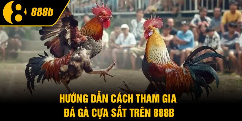 Hướng dẫn cách tham gia đá gà cựa sắt trên 888B